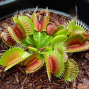 Sementes de planta carnívora papa mosca