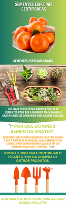 Bonsai Árvore Laranja 200 500 Sementes