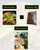 Sementes de planta carnívora papa mosca