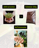 Sementes de suculentas - Kit completo com Substrato e Ferramentas