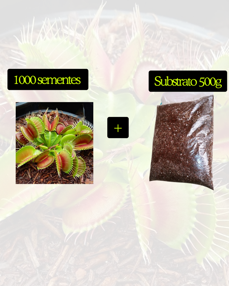 Sementes de planta carnívora papa mosca